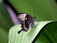 Orange Rose Swallowtail